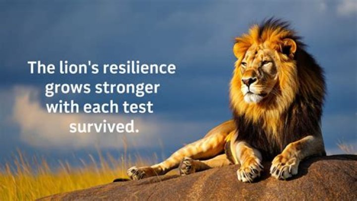 70+ powerful strong lion quotes and sayings to inspire you ·