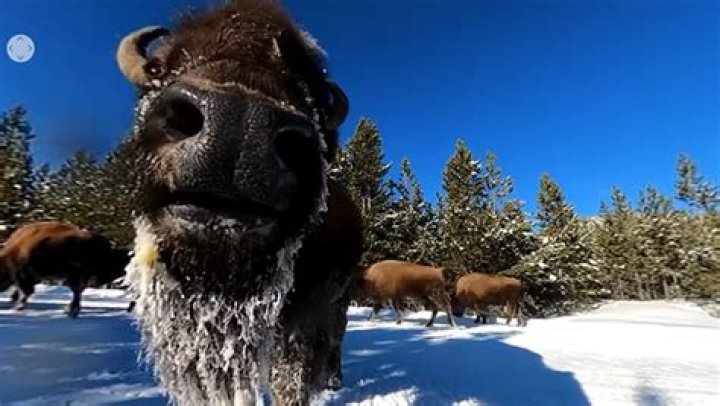 Bison walk in the snow, a 5K 360 video