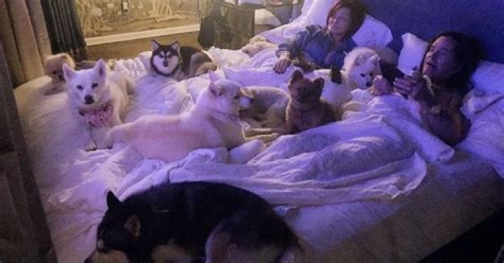 Meet Sharon Osbournes Dogs All Nine of Them, Plus Two Cats ·