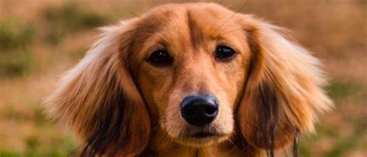 Unleash The Secrets Of The Golden Doxie: Discoveries And Insights Await!