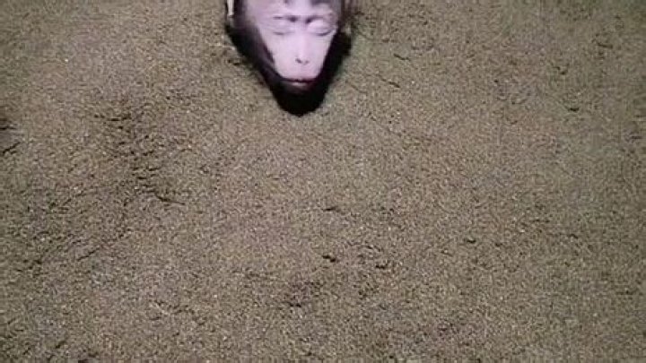 Unmasking The "Karen Mafia Monkey" Phenomenon